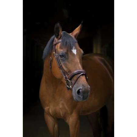 ERIC THOMAS PRO Wave bridle