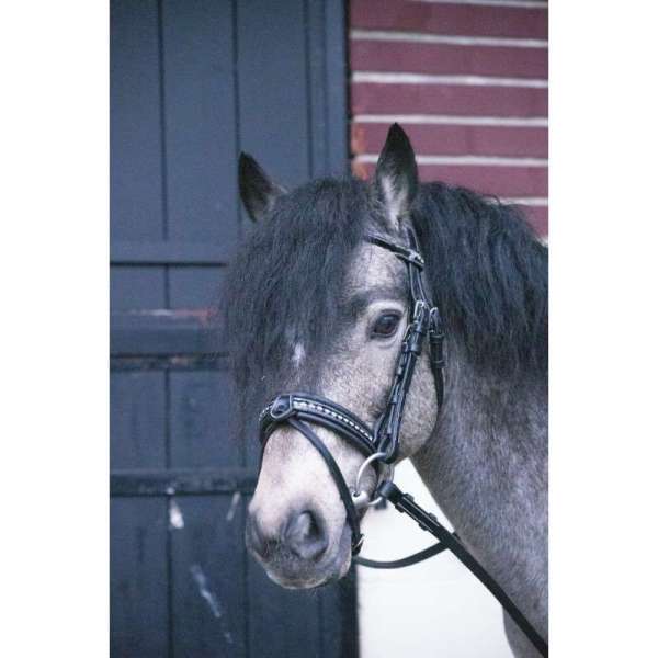 "Eden" Bridle Pénélope (Pony Size)