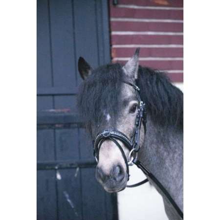 Bridon Penelope Eden Poney