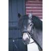 Bridon Penelope Eden Poney