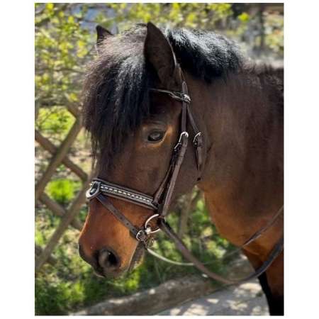 "Eden" Bridle Pénélope (Pony Size)