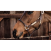 Leather Rope Halter