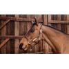 Leder halster Rope