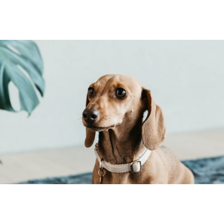 Dog Collar Wool
