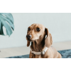 Dog Collar Wool