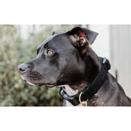 Dog Collar Teddy Fleece