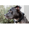 Dog Collar Teddy Fleece