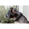Dog Collar Teddy Fleece