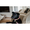 Laisse pour chien Wool Longue