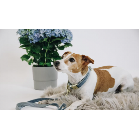 Laisse pour chien Velvet 120 cm