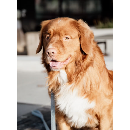 Laisse pour chien Velvet 120 cm