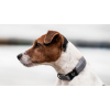 Dog Collar Reflective