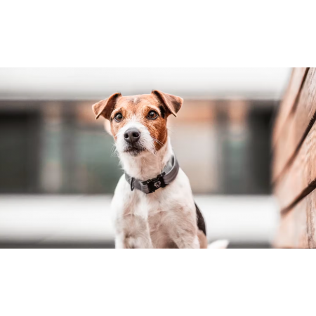 Dog Collar Reflective