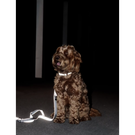 Dog Collar Reflective