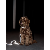 Dog Collar Reflective