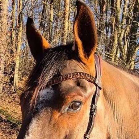 Handmade V browband tailored to your wishes