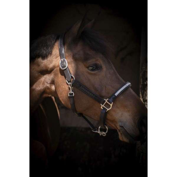 PENELOPE - Harmonie - halster