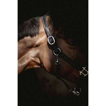 PENELOPE - Harmonie - halster