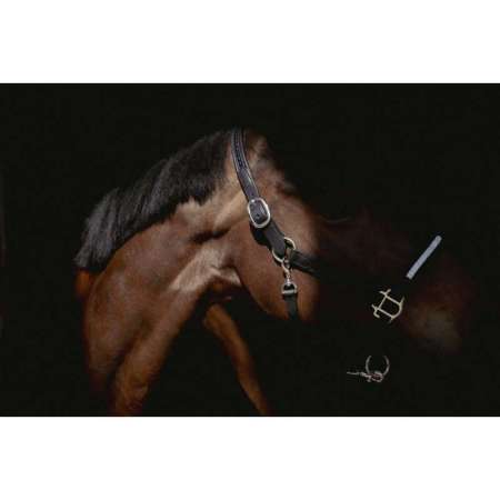 PENELOPE - Harmonie - halster
