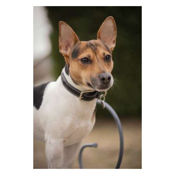 Collier pour chien Pénélope Olie