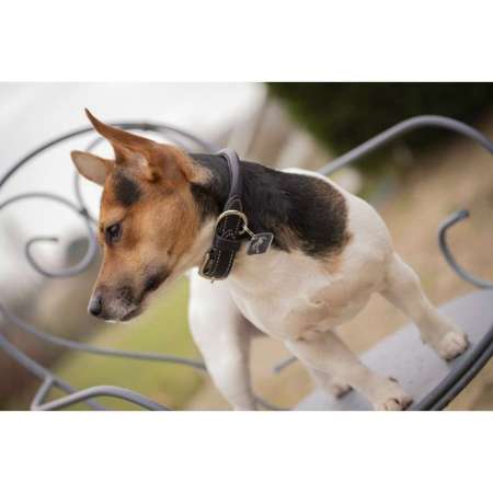 Collier pour chien Pénélope Olie