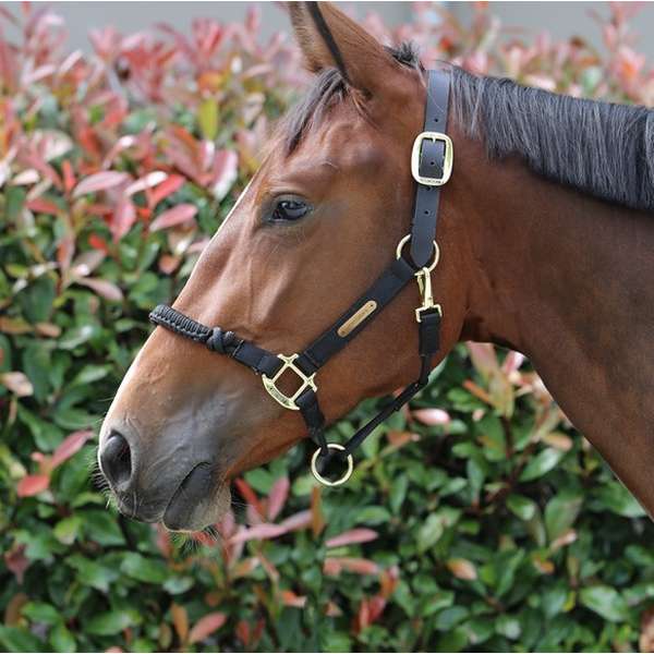 Control Headcollar