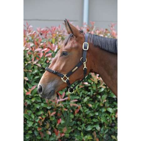 Control Headcollar