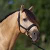 IRHSparkle Headcollar