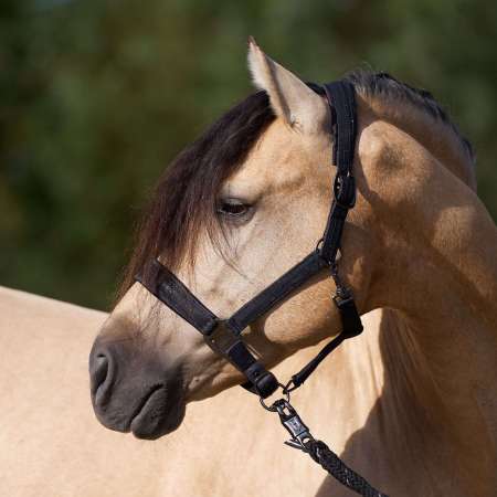 IRHSparkle Headcollar