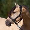 IRHSparkle Headcollar