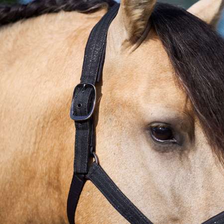 IRHSparkle Headcollar