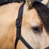 IRHSparkle Headcollar