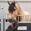 Jouet Cheval IRHMoony Buddy Stable