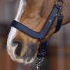 HVPEssential Headcollar