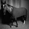 PUISSANCE Thermo Waffle Rug
