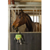 Excellent Horse Foodie Friends Apple