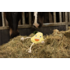 Excellent Horse Foodie Friends Pear