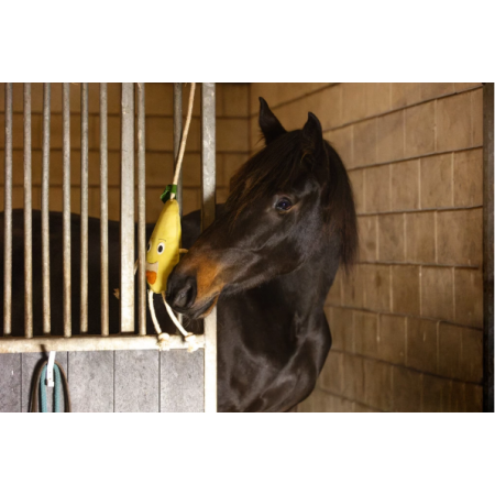Excellent Horse Foodie Friends Pear