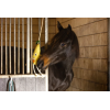 Excellent Horse Foodie Friends Pear