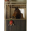 Excellent Horse Foodie Friends Raspberry