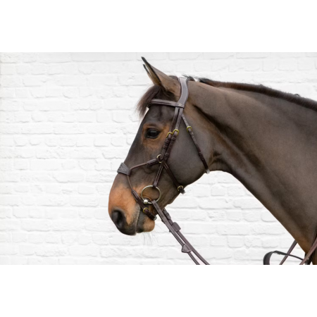 D Collection Elastic Hybrid Noseband Bridle