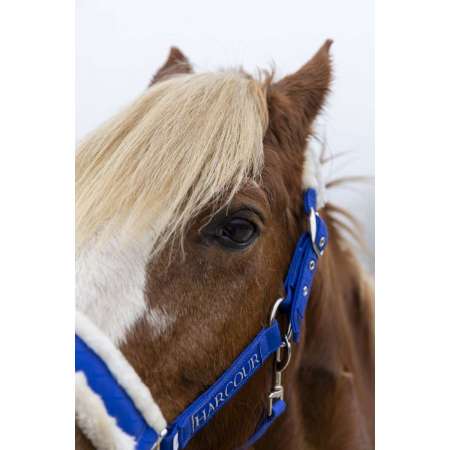 Halter & Lead S25