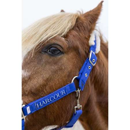 Halter & Lead S25