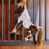Relax paardenspeeltje Alvin