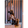 Relax Horse Toy Tableux