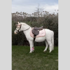 Tapis de Selle Licorne Pailleté