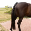 Staartbeschermer pro