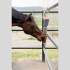 Wooden Relax Horse Toy - FREEDOM