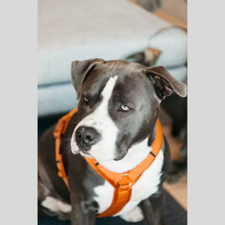Harnais pour chien Active Velvet