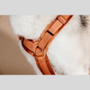 Harnais pour chien Active Velvet